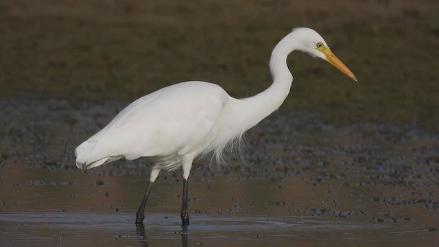 Medium Egret - ML342752401