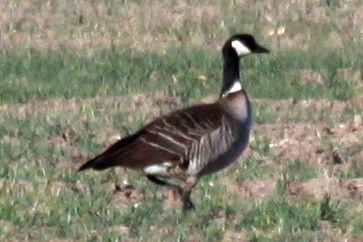 Gıdaklayan Kaz (leucopareia) - ML34275261