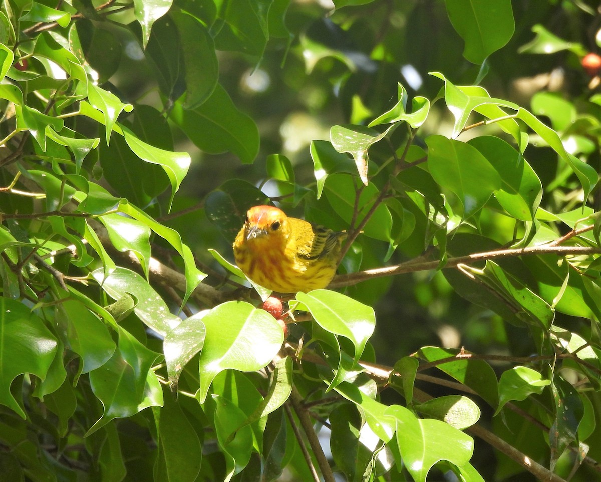 Yellow Warbler - ML342752651