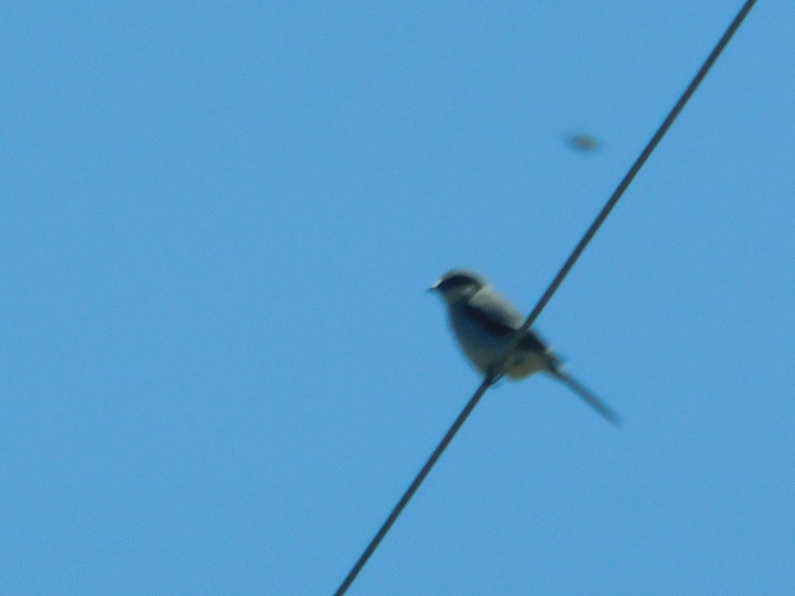 Loggerhead Shrike - ML342753961