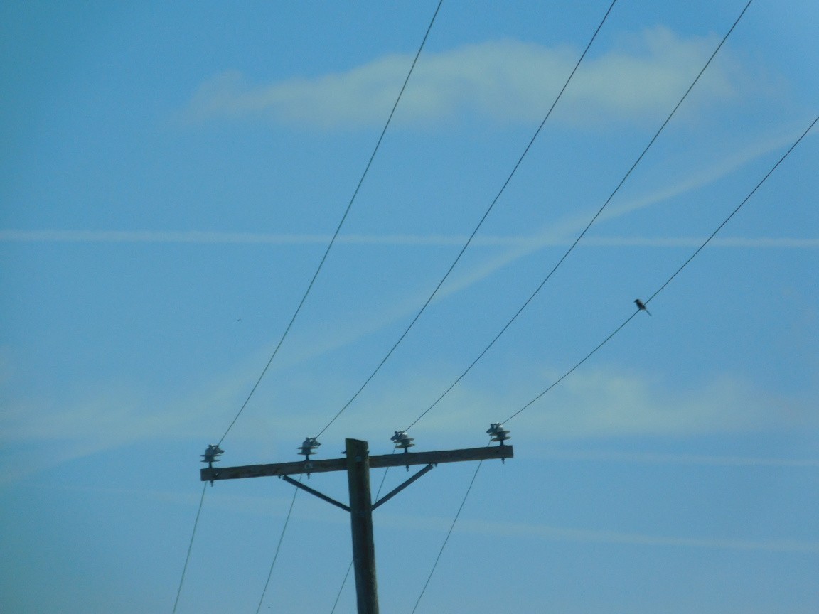 Loggerhead Shrike - ML342753971