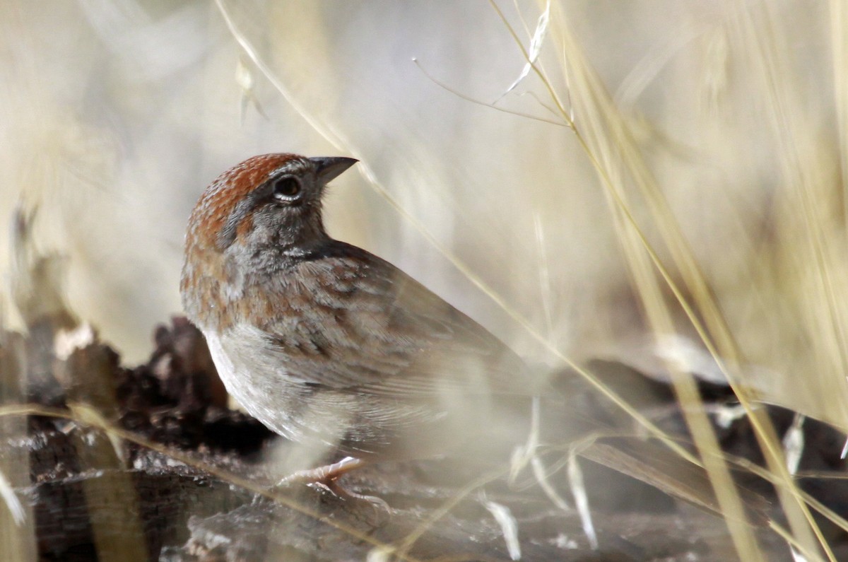 Rufous-crowned Sparrow - ML34275411