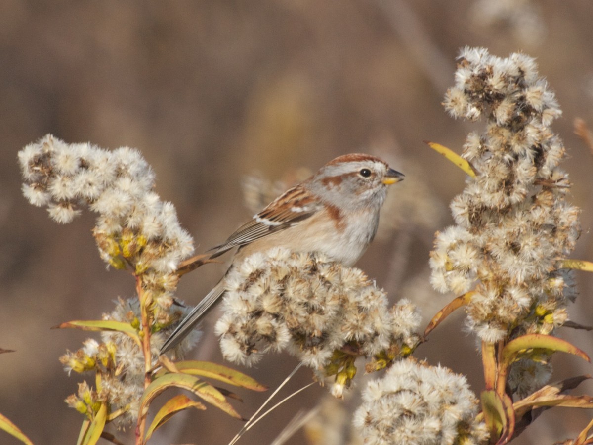 American Tree Sparrow - ML342754511