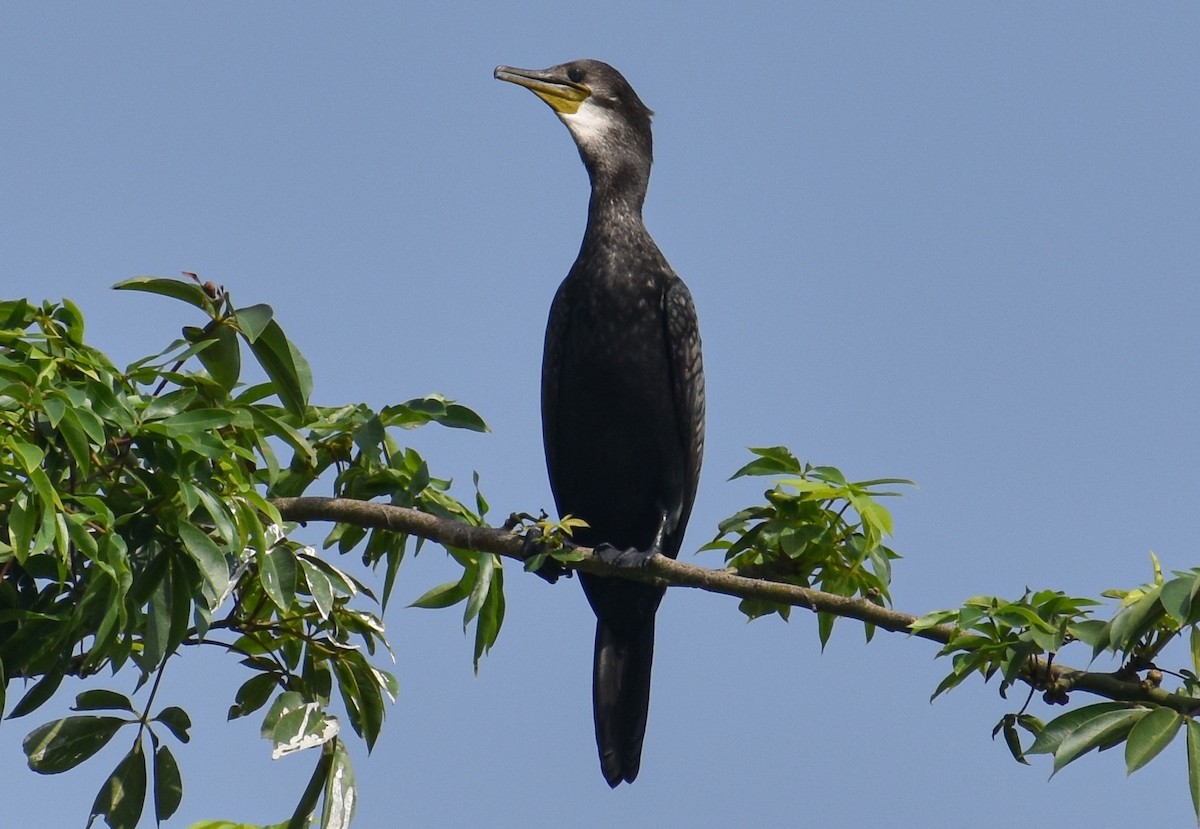 Indian Cormorant - Omkar Damle