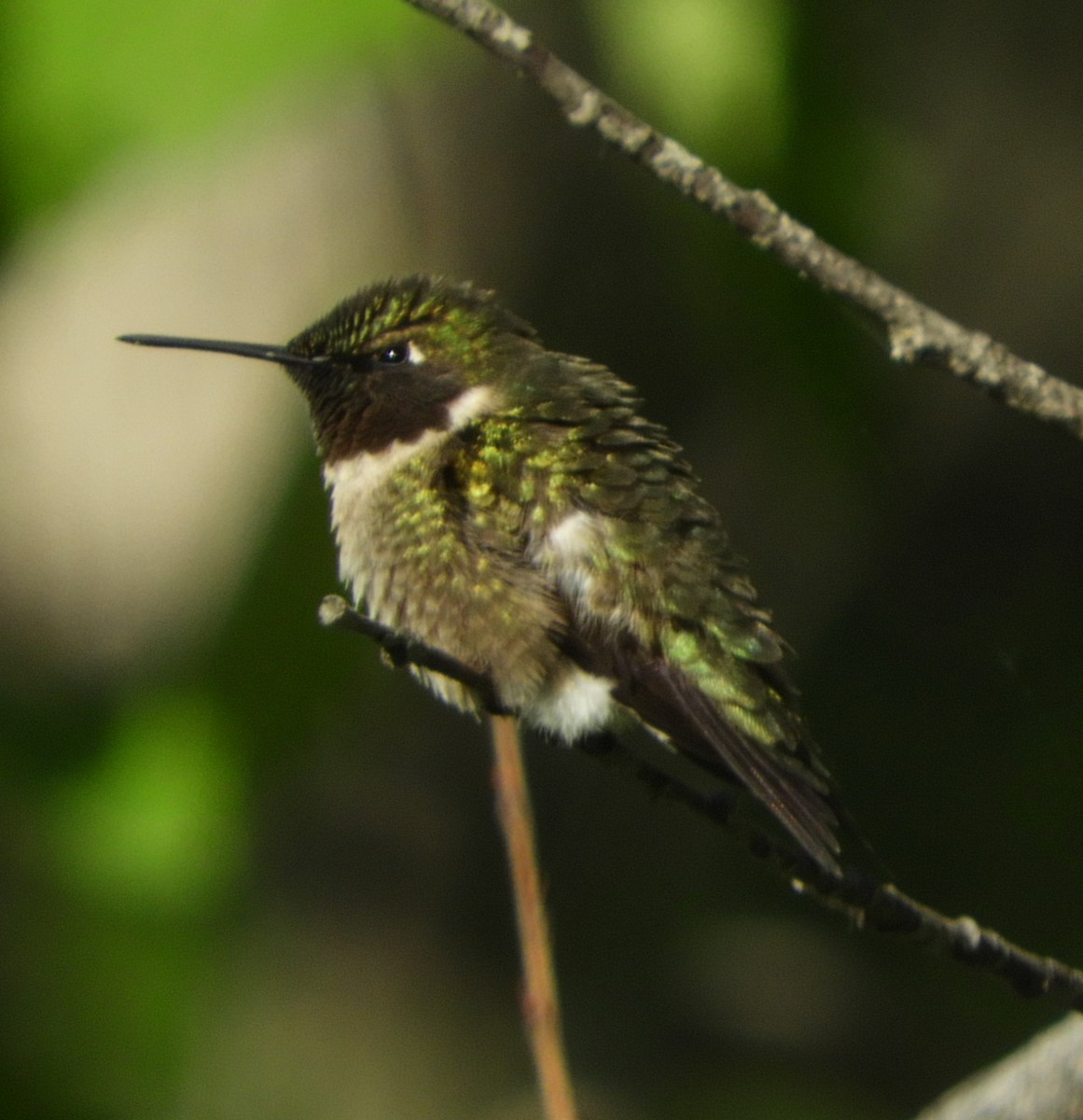 Ruby-throated Hummingbird - ML342755581