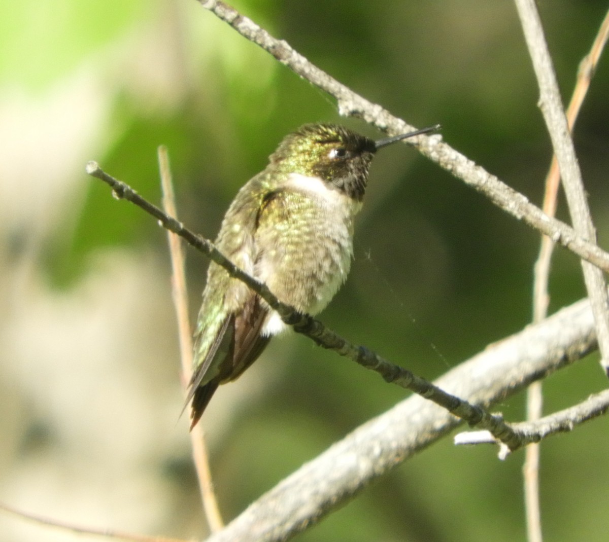 Colibrí Gorjirrubí - ML342755591