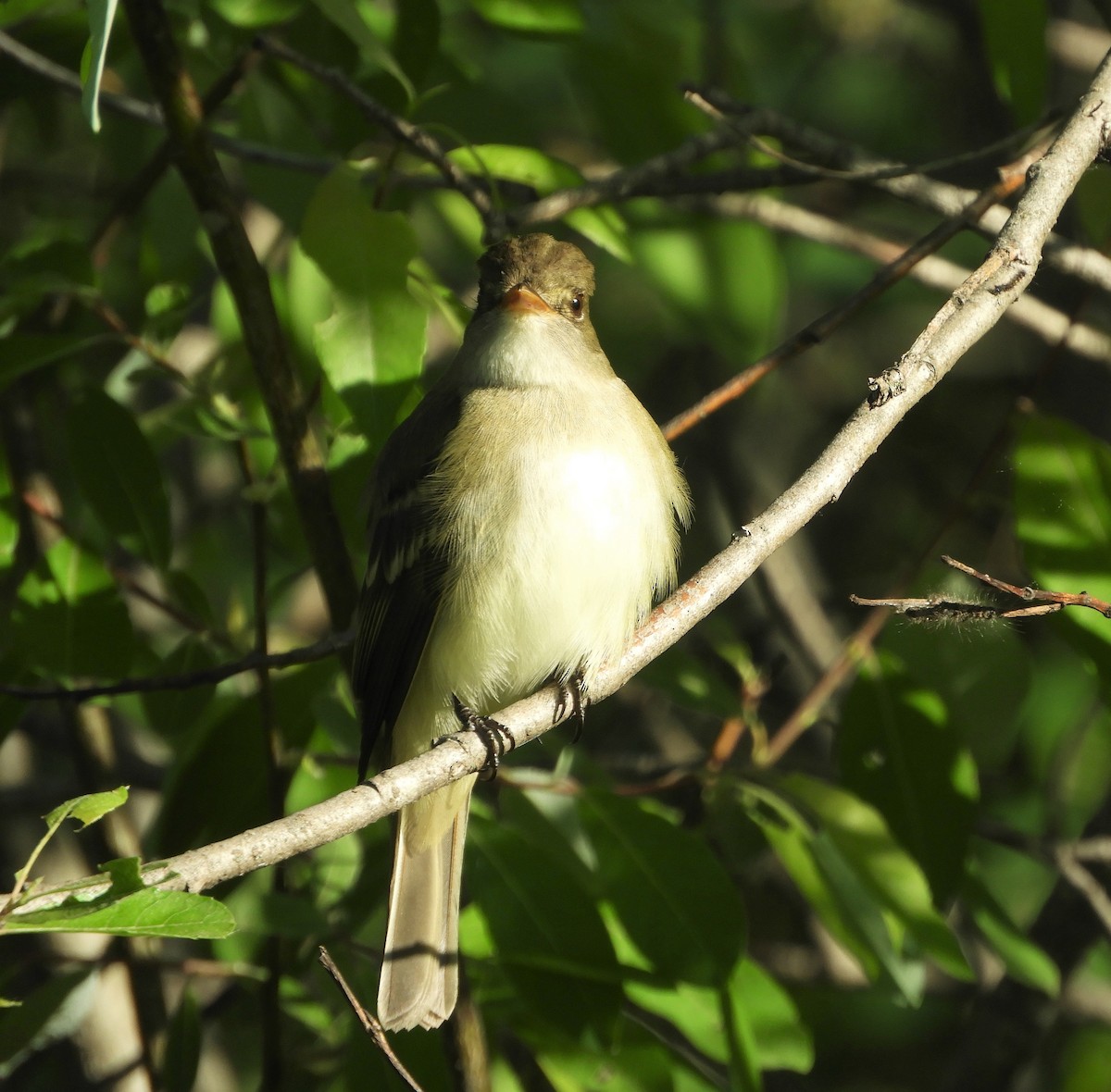 Alder Flycatcher - ML342755941