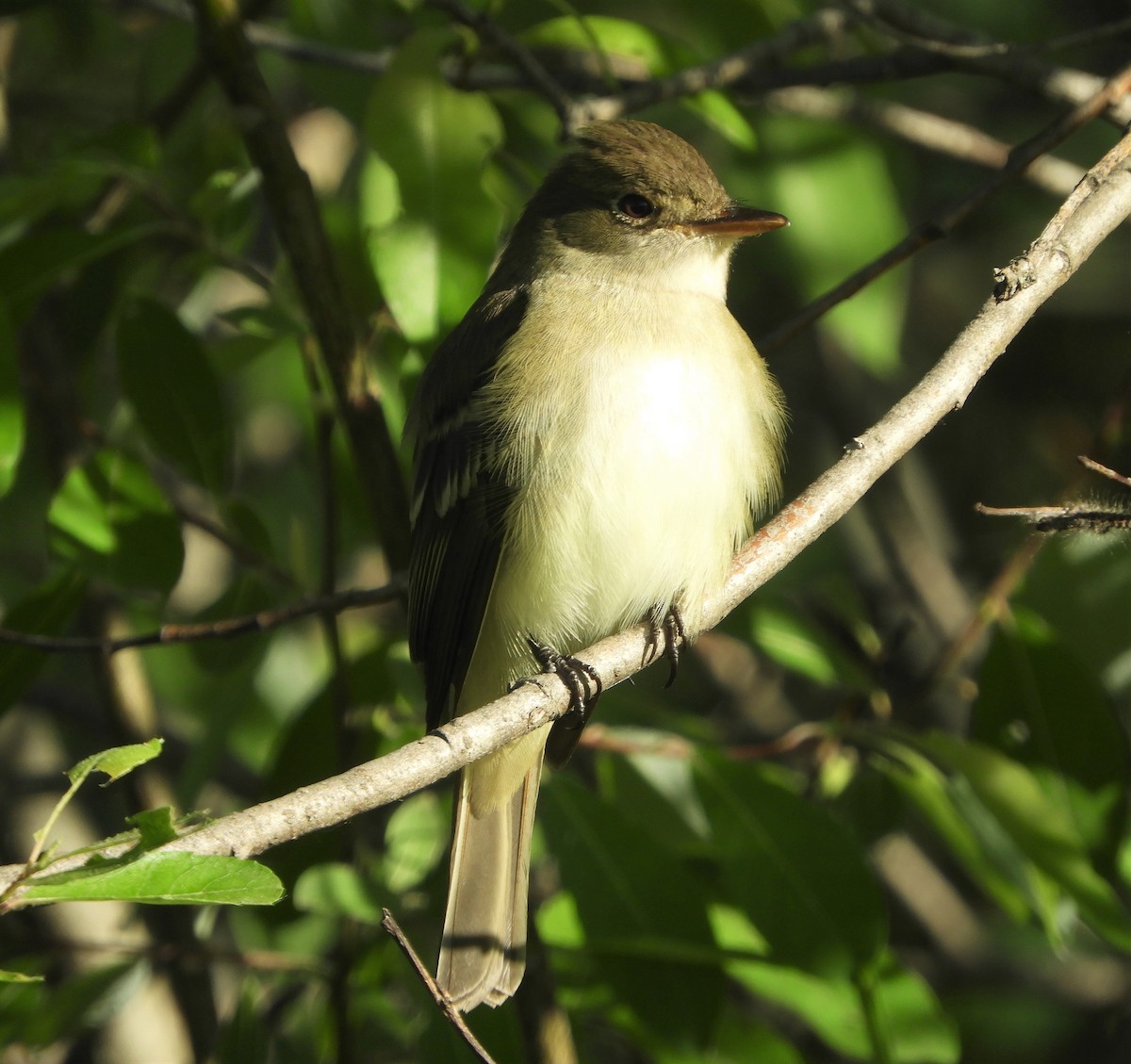 Alder Flycatcher - ML342755961