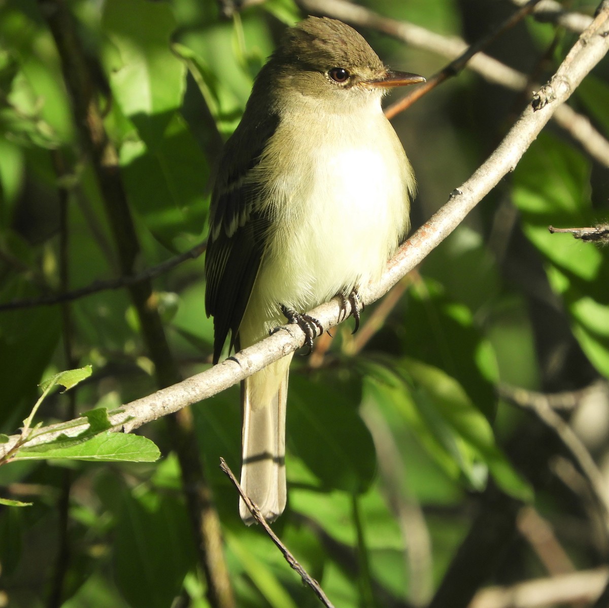 Alder Flycatcher - ML342755971