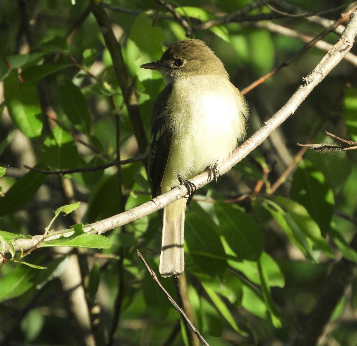 Alder Flycatcher - ML342755981