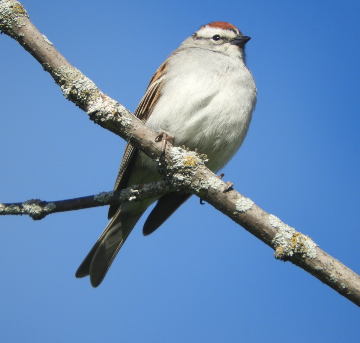 Chipping Sparrow - Gregory Zbitnew