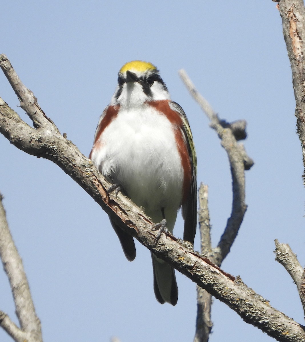 Chestnut-sided Warbler - ML342756341