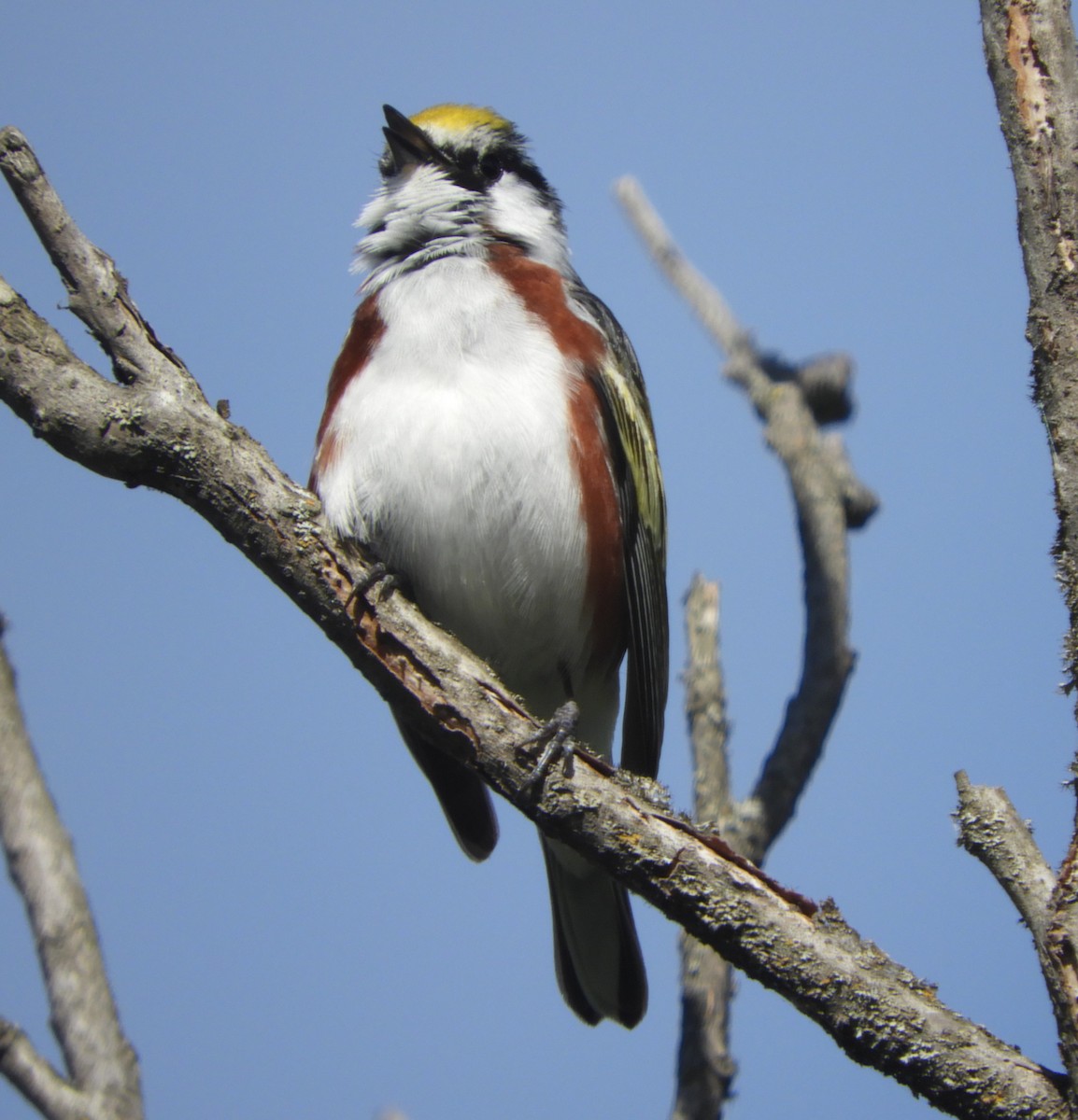 Chestnut-sided Warbler - ML342756371