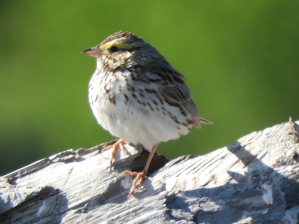 Savannah Sparrow - ML342756901