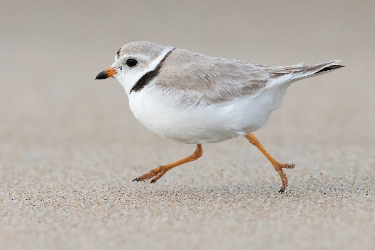 Piping Plover - Sam Zhang