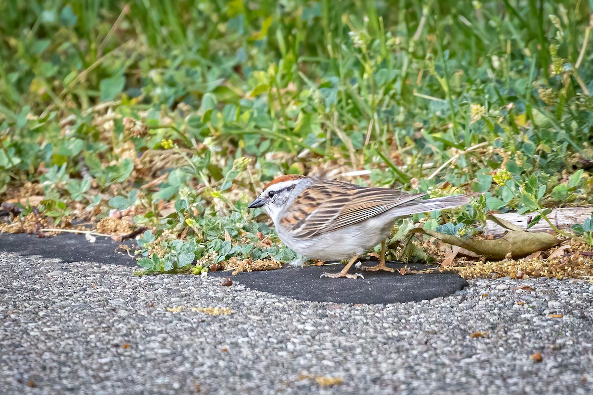 Chipping Sparrow - Tim Ellens