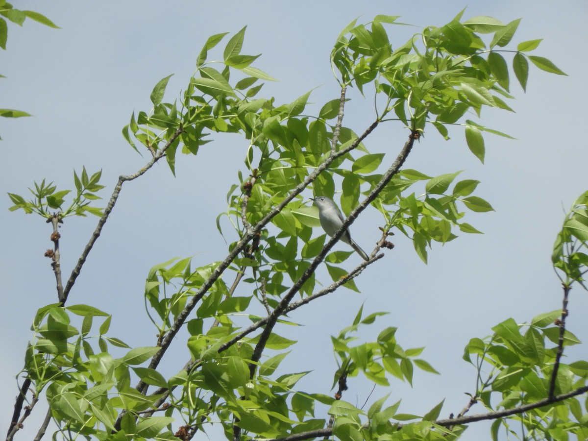 Blue-gray Gnatcatcher - ML342759531