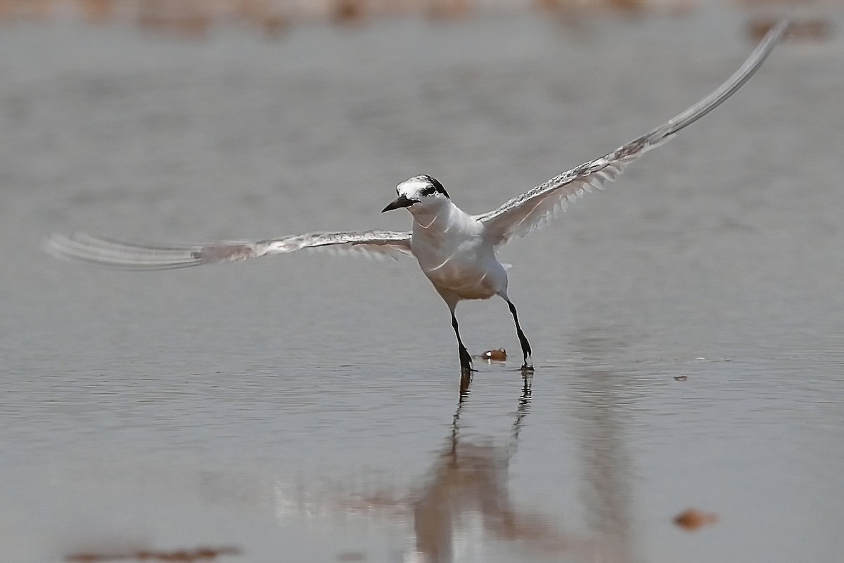 Black-naped Tern - ML342762601