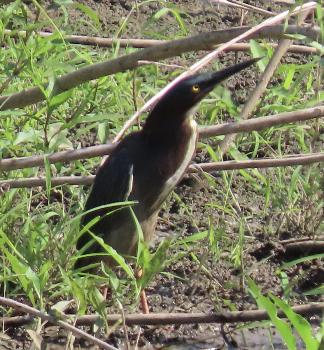 Green Heron - ML342765881