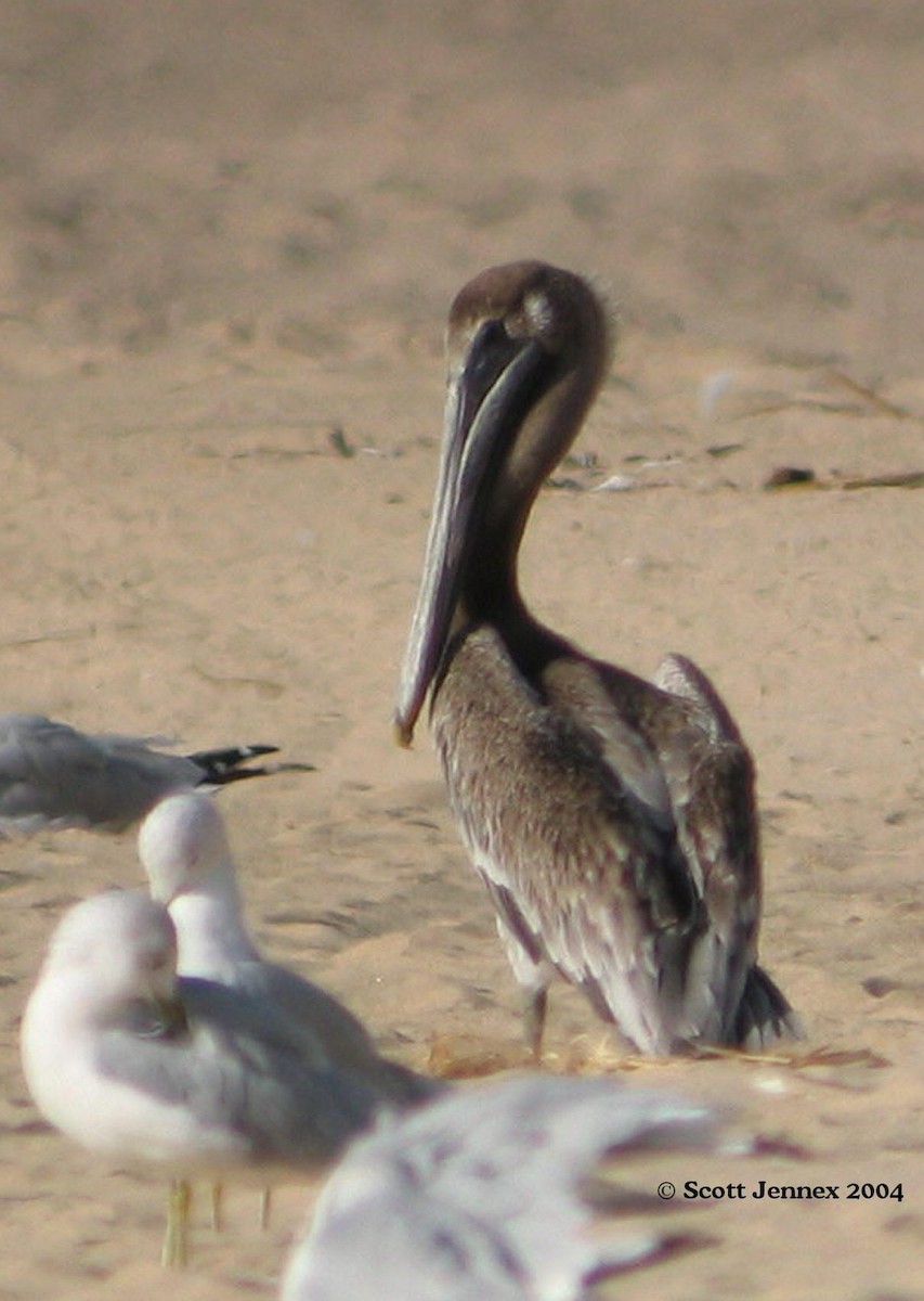 Brown Pelican - ML34276691