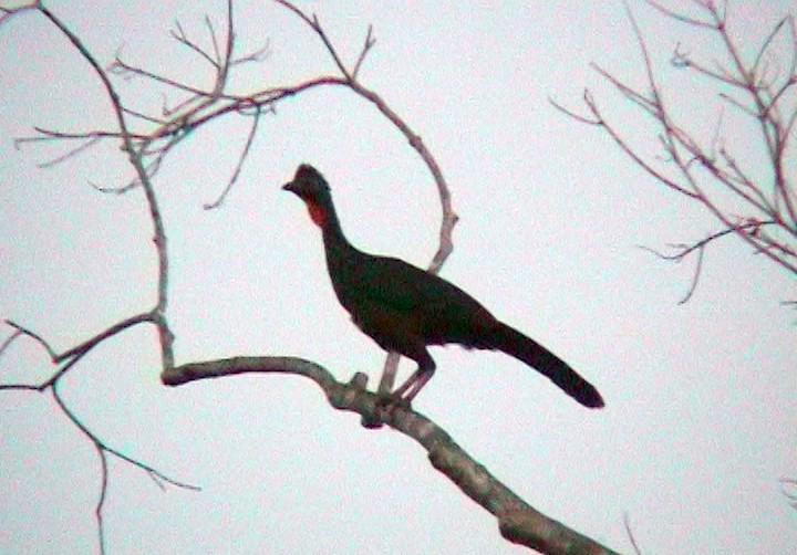 Spix's Guan (Spix's) - Josep del Hoyo