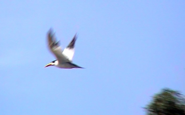 Large-billed Tern - Josep del Hoyo