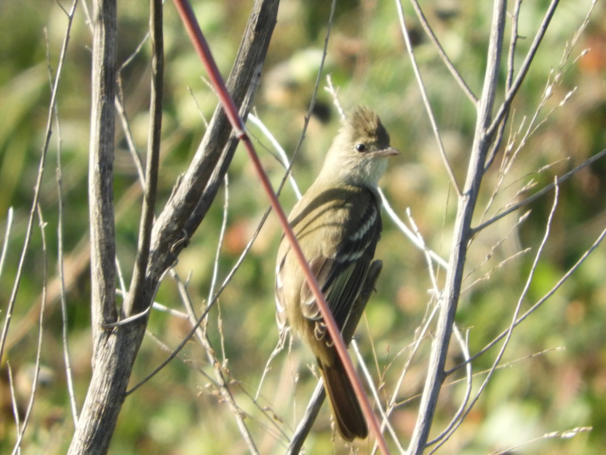 Yellow-bellied Elaenia - ML342770271