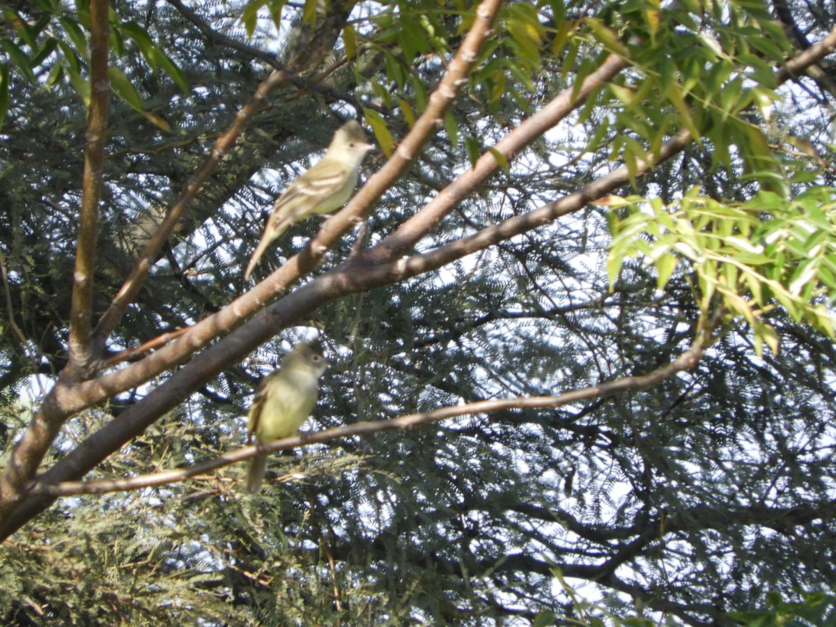 Yellow-bellied Elaenia - Silvia Enggist