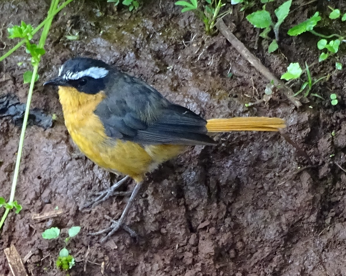 White-browed Robin-Chat - Alfonso Luengo