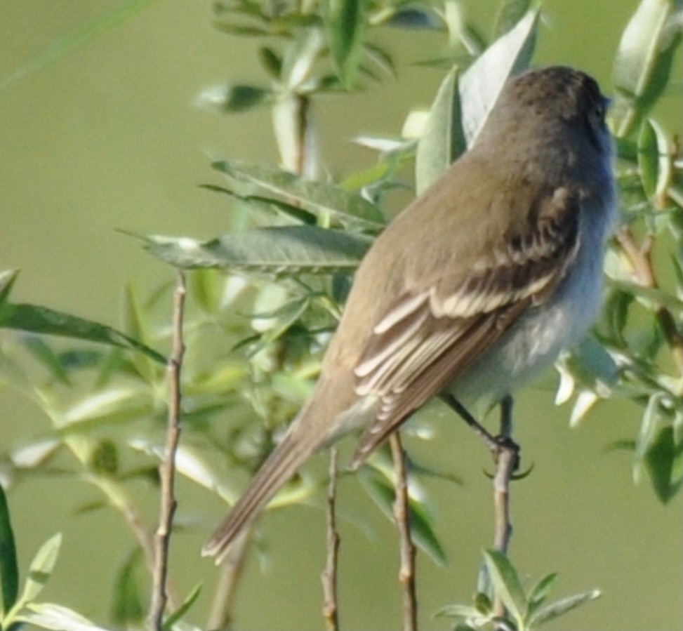 Willow Flycatcher - ML342772081