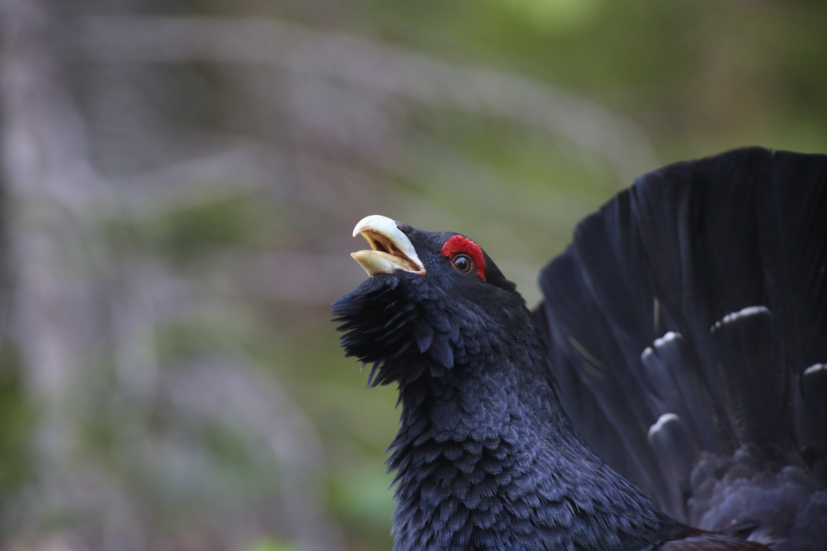 Western Capercaillie - ML342773161