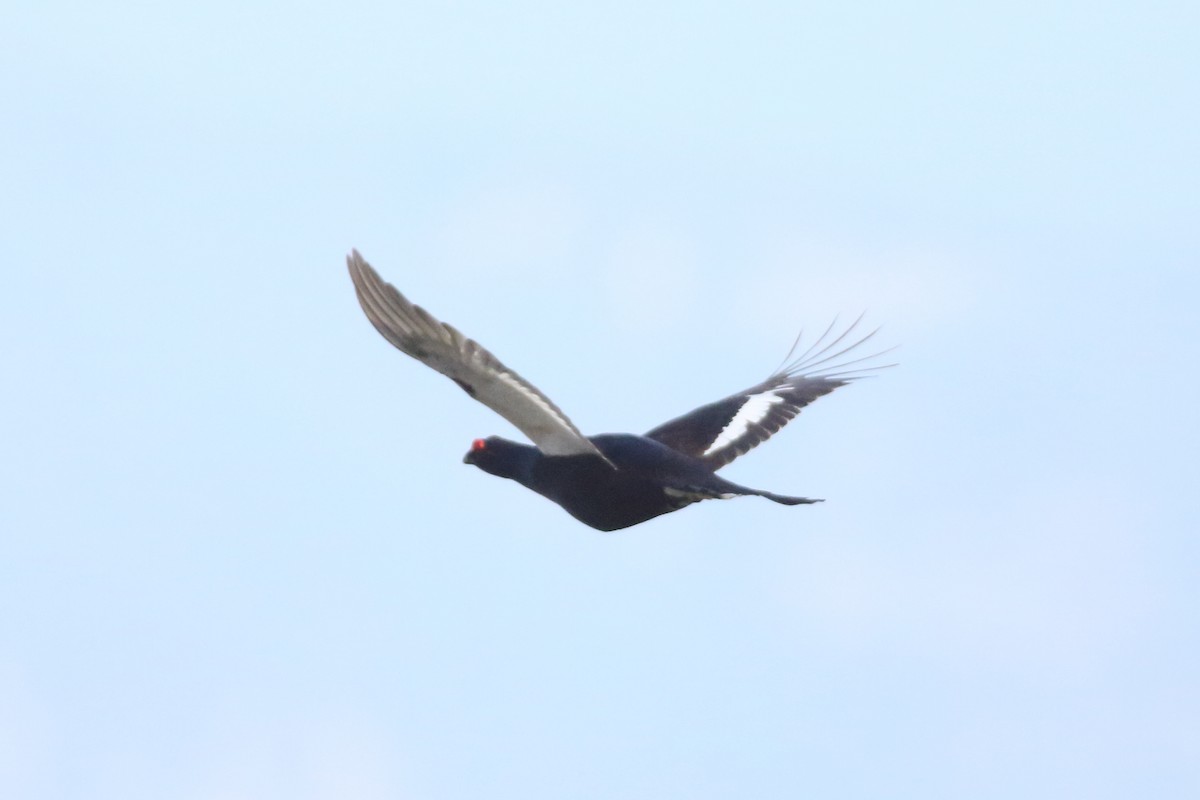 Black Grouse - ML342773271