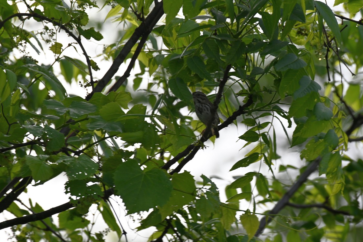 Song Sparrow - ML342774421