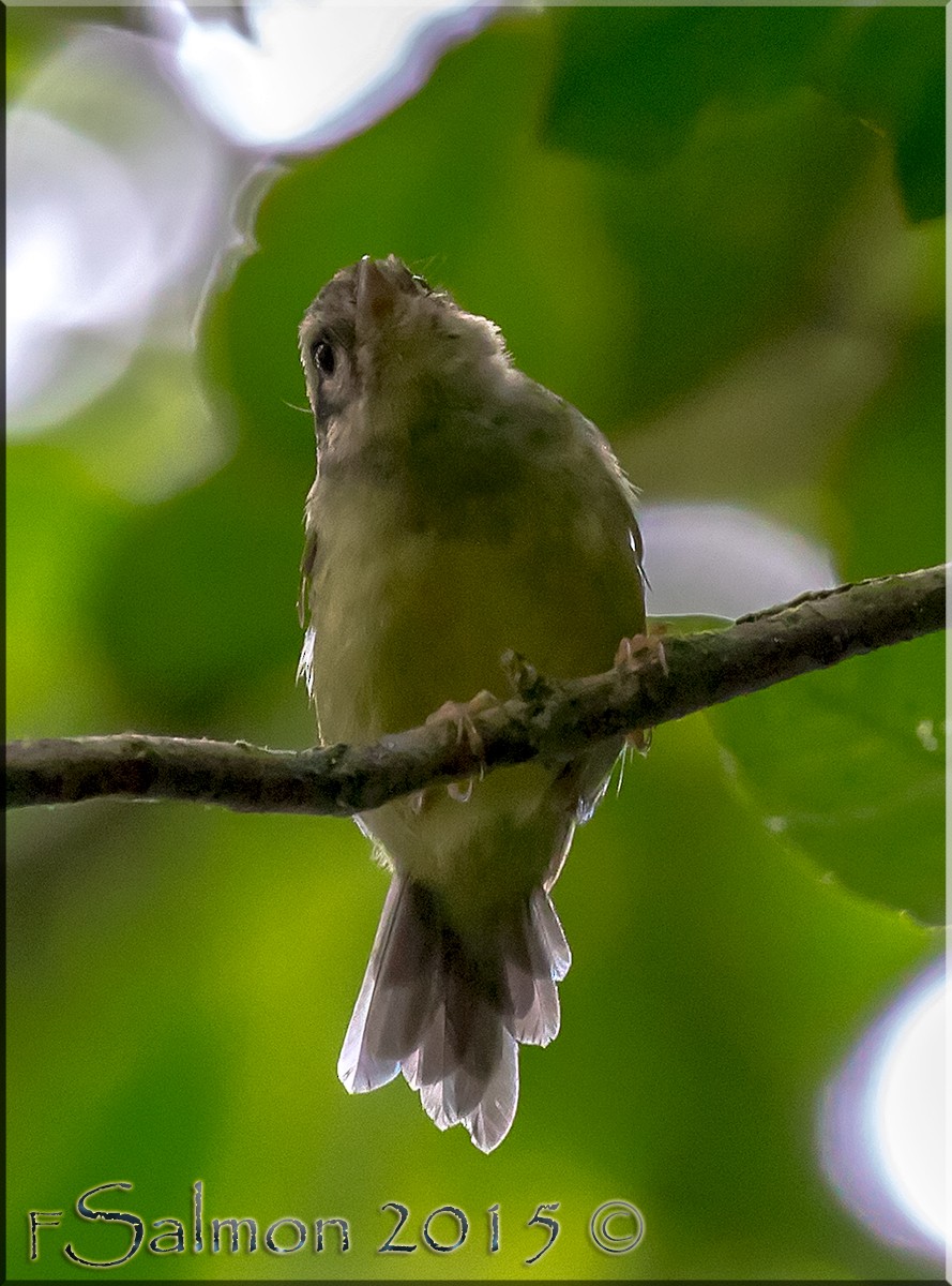 Costa Rican Warbler - ML34277711