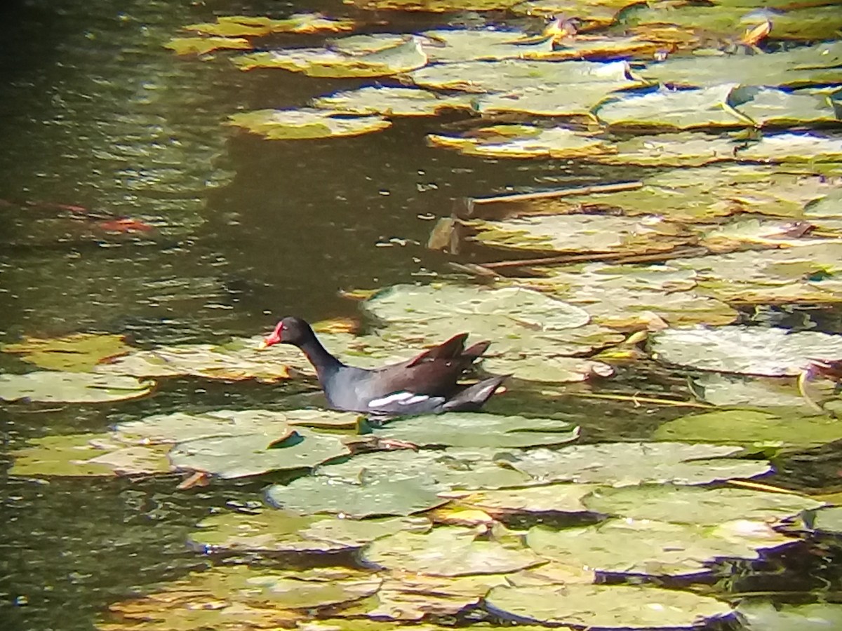 Common Gallinule - ML342779351