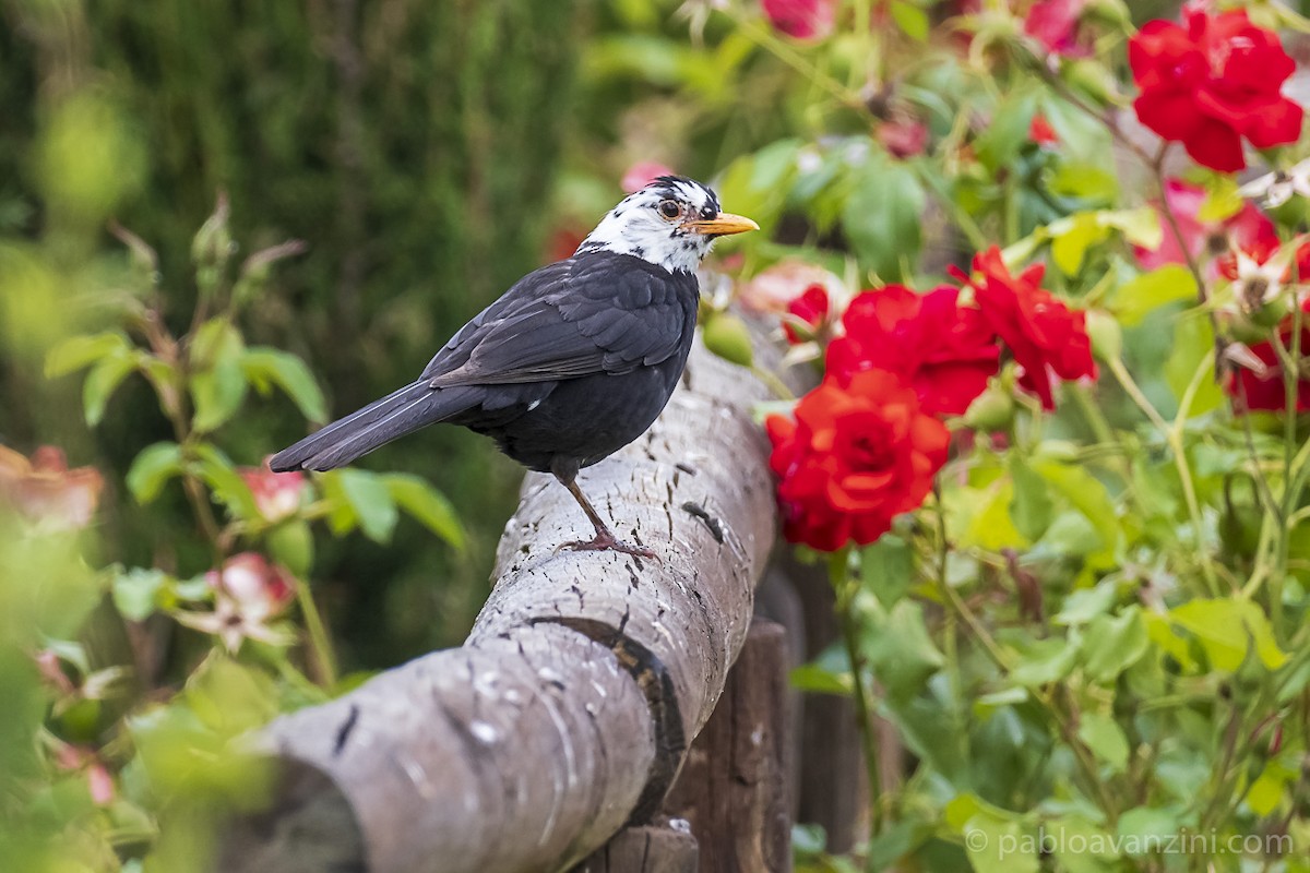 Хар хөөндэй - ML342780251