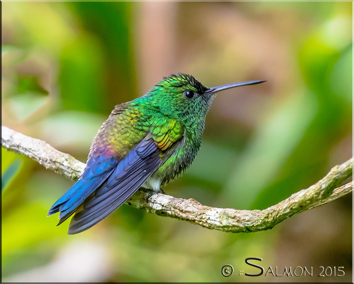 Blue-vented Hummingbird - Frank Salmon