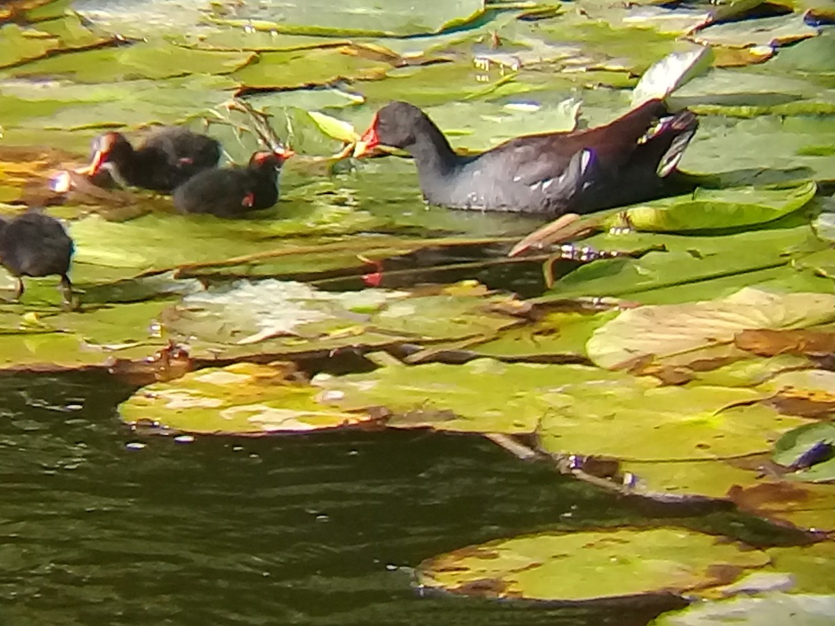 Common Gallinule - ML342781391