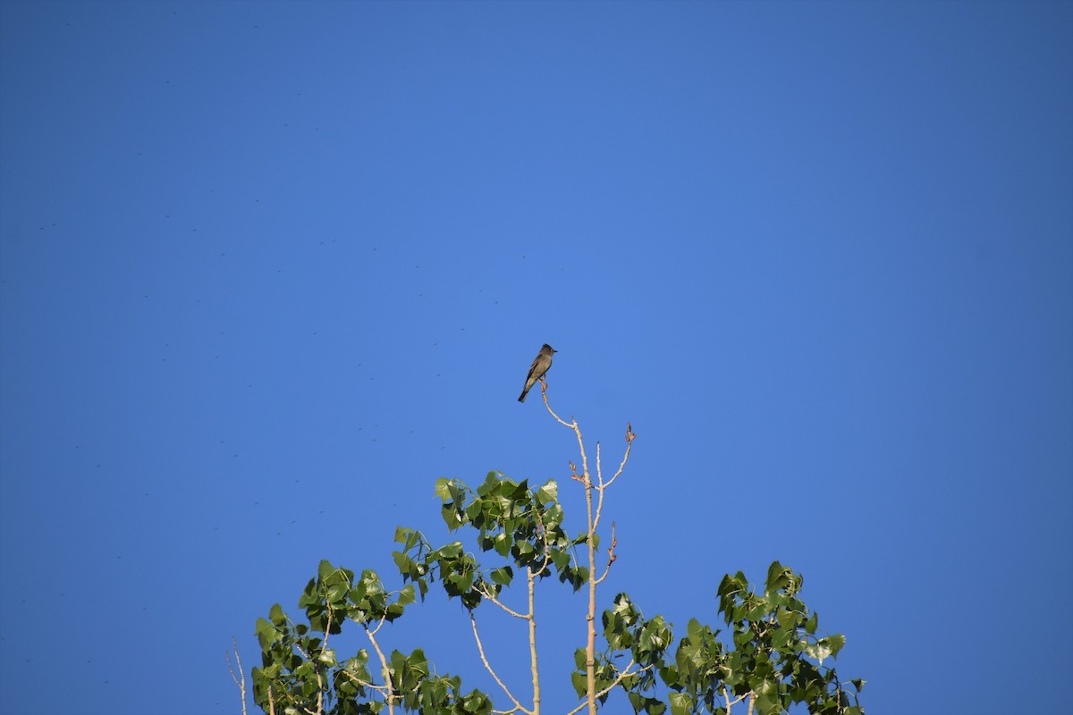 Western Wood-Pewee - ML342781441