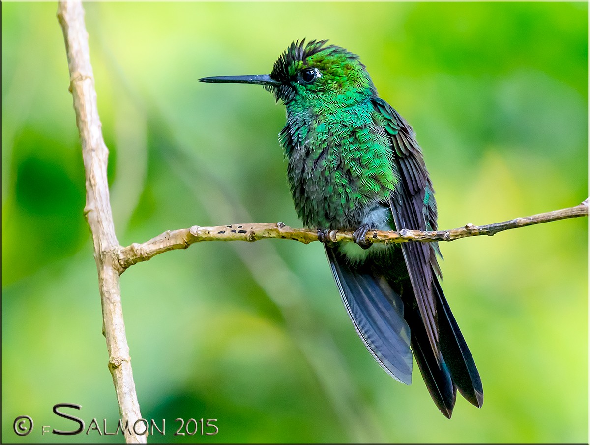 Green-crowned Brilliant - ML34278181