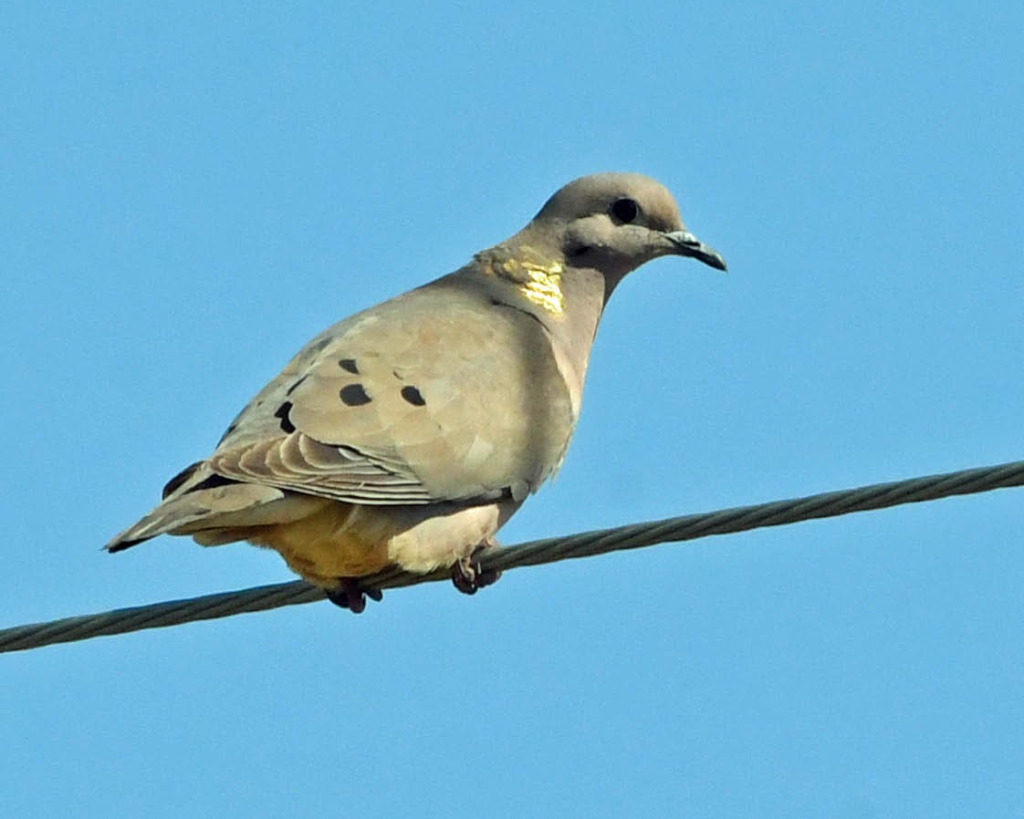 Eared Dove - ML342782501