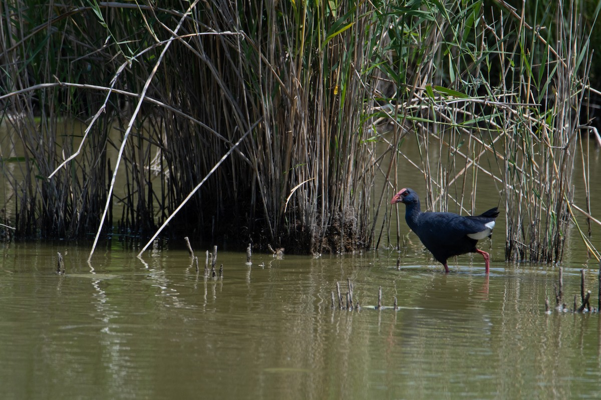 Western Swamphen - ML342782591