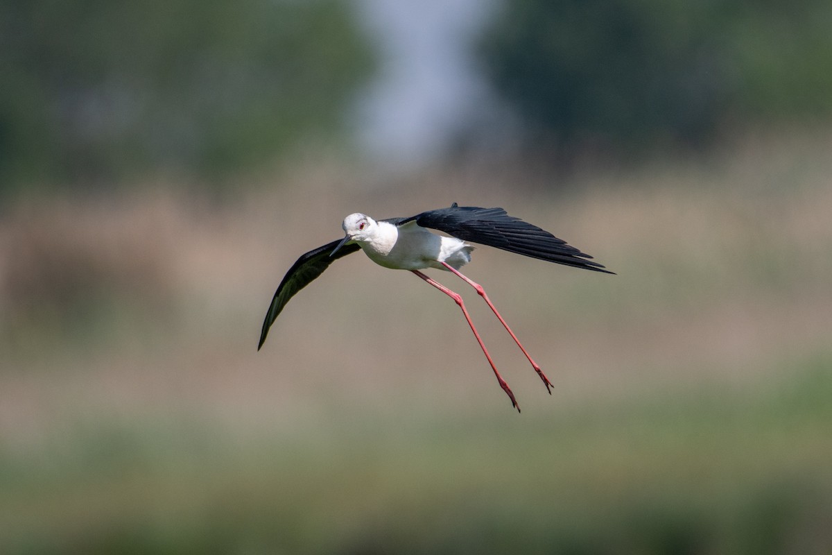 Black-winged Stilt - ML342782651