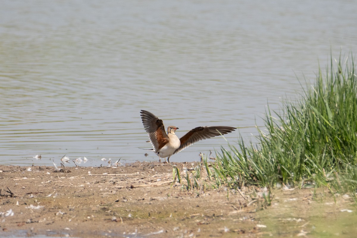 Collared Pratincole - ML342782711