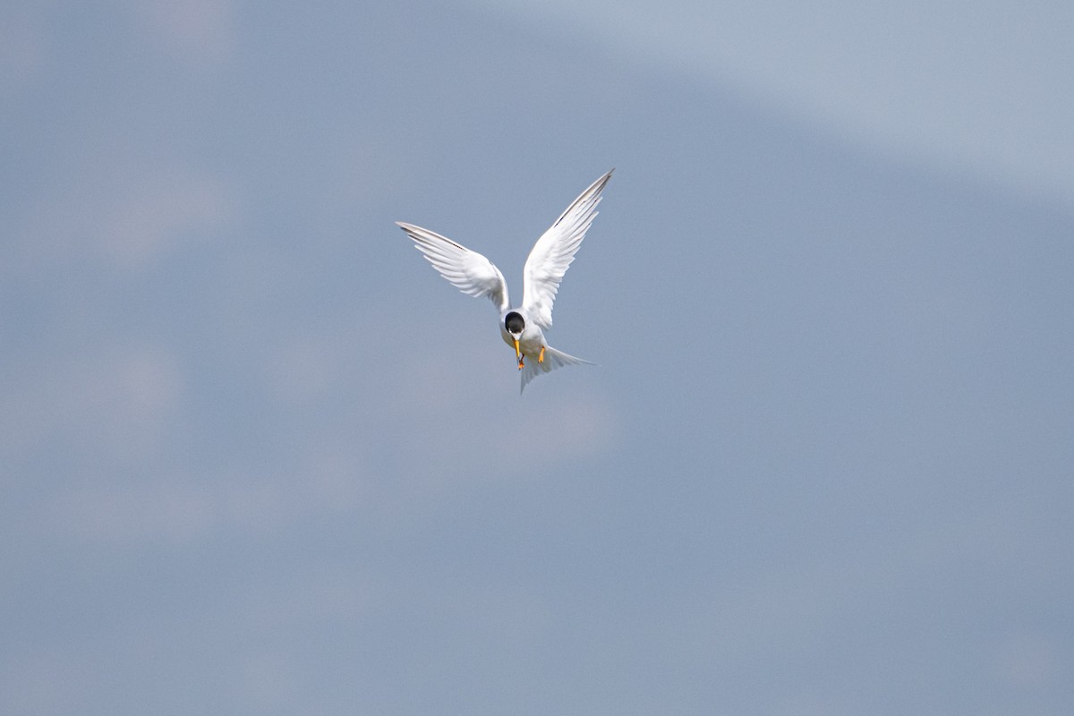 Little Tern - ML342782841