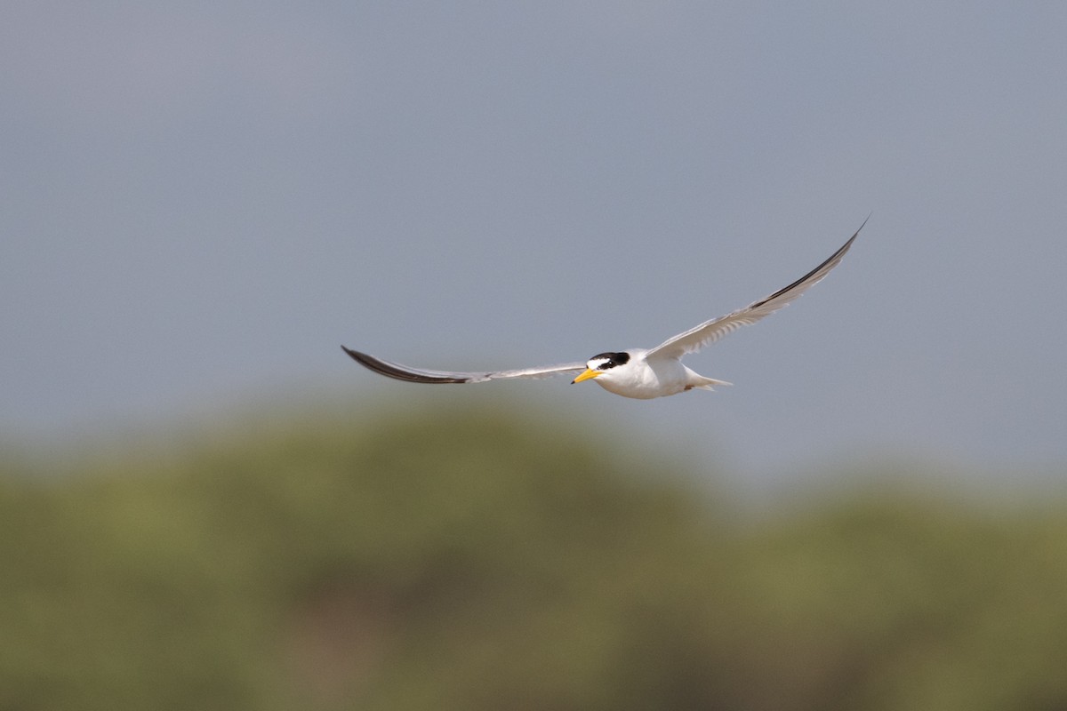 Little Tern - ML342782851