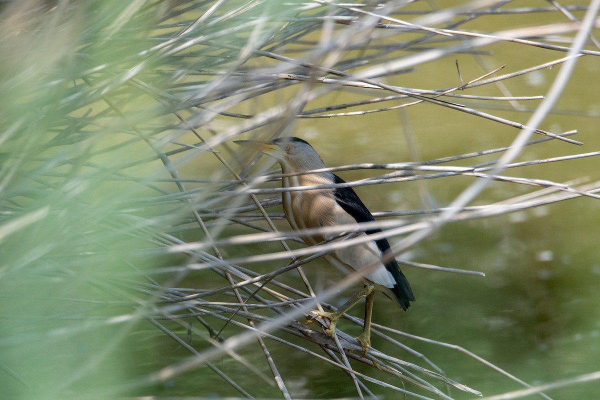 Little Bittern - ML342782941