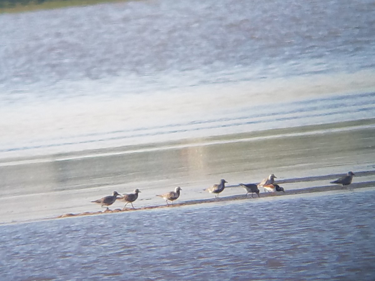 Black-bellied Plover - ML342782981