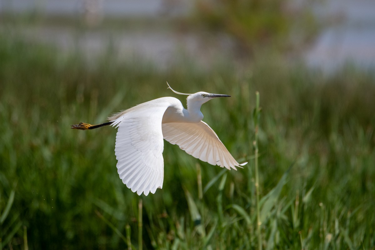 Little Egret - ML342783001