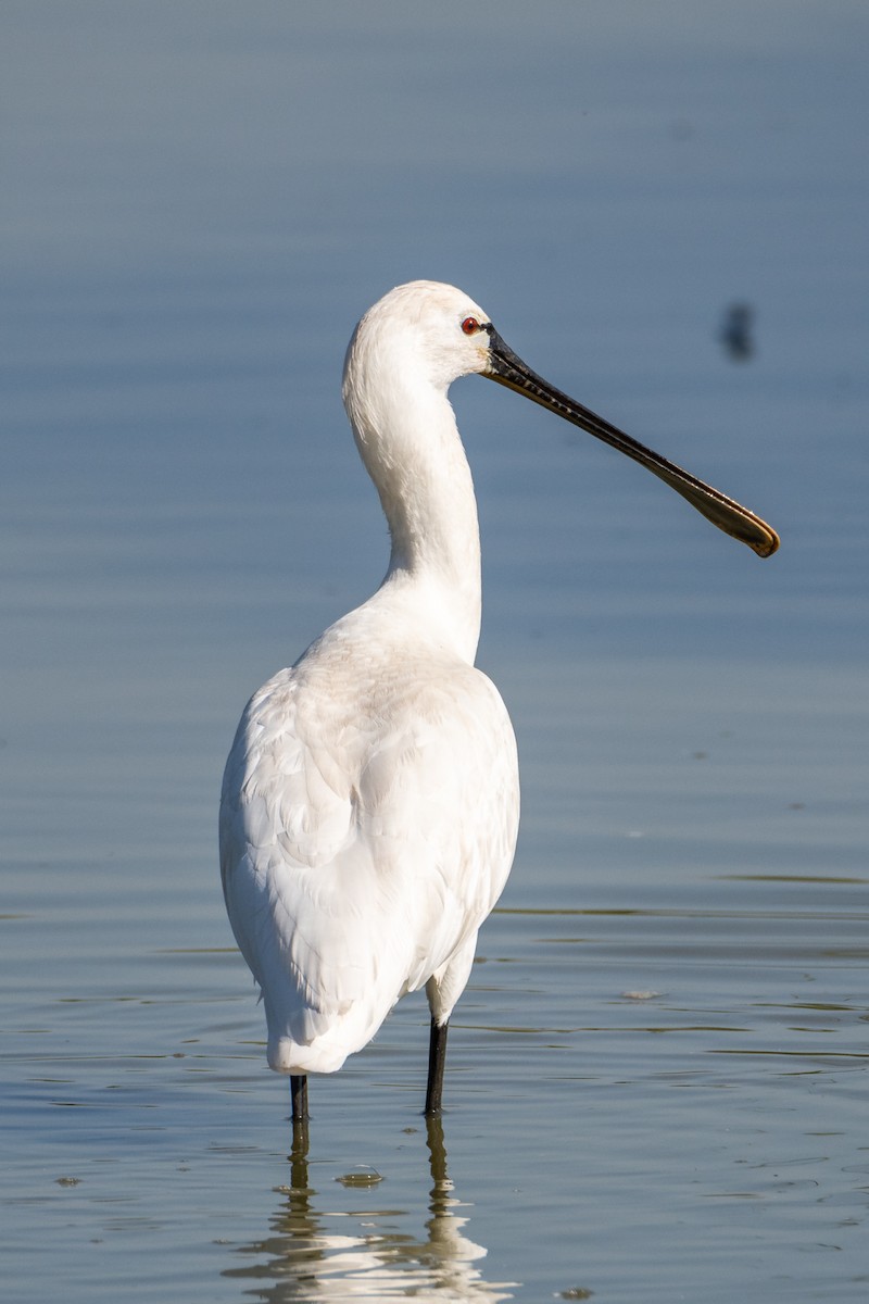 Eurasian Spoonbill - ML342783041